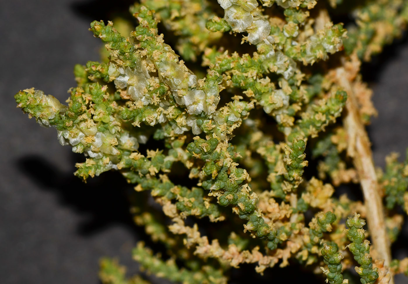 Image of Salsola imbricata specimen.