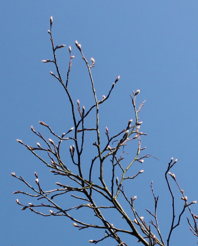 Image of Amelanchier spicata specimen.