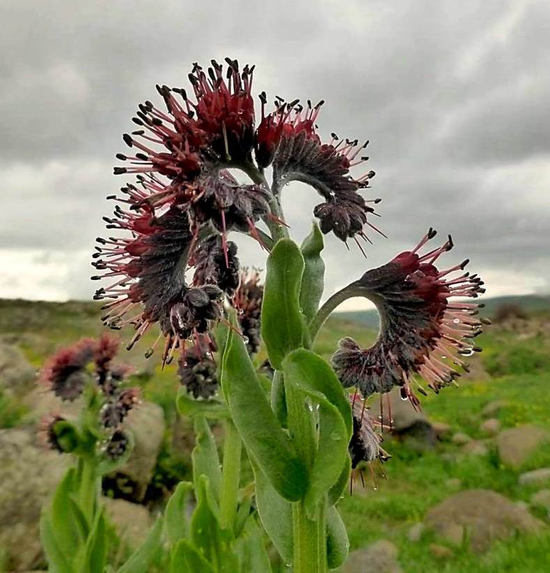 Image of Solenanthus stamineus specimen.