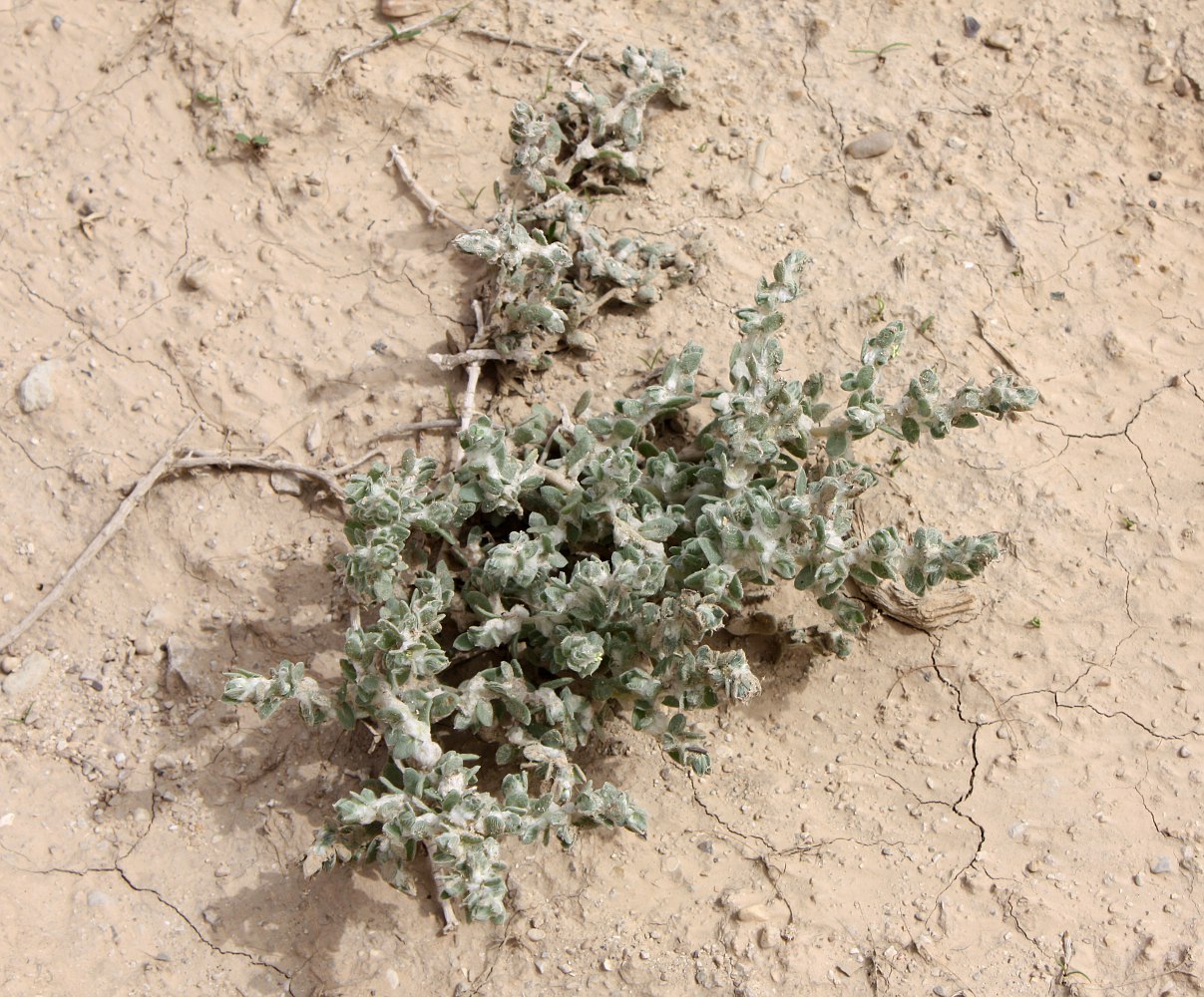 Image of Bassia eriophora specimen.