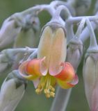 Cotyledon orbiculata