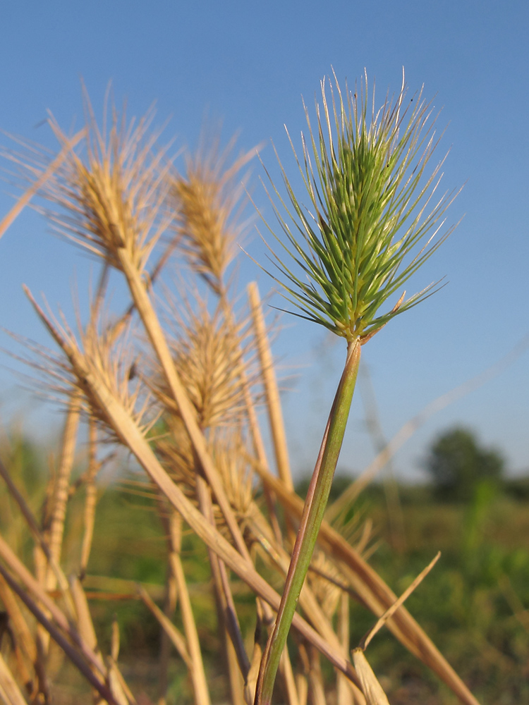 Изображение особи Hordeum geniculatum.