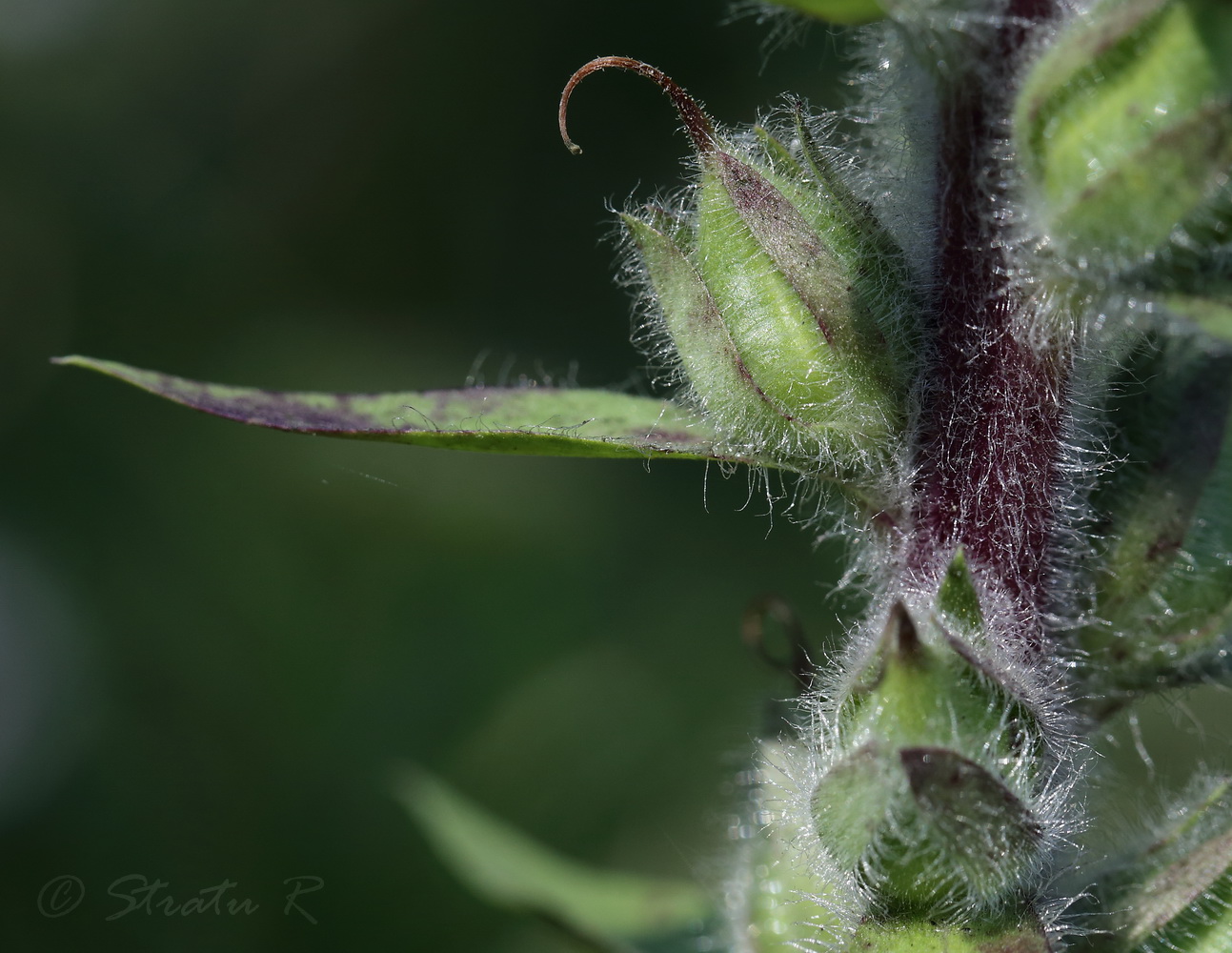 Image of Digitalis lanata specimen.