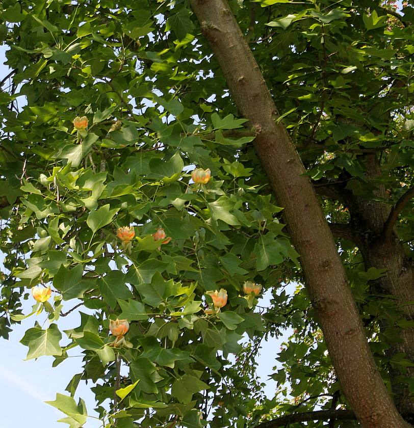 Image of Liriodendron tulipifera specimen.