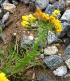 Crepis tectorum. Верхушка аномального (фасциированного) побега с соцветиями. Архангельская обл., Приморский р-н, окр. г. Северодвинск, ж.-д. насыпь. 08.07.2014.