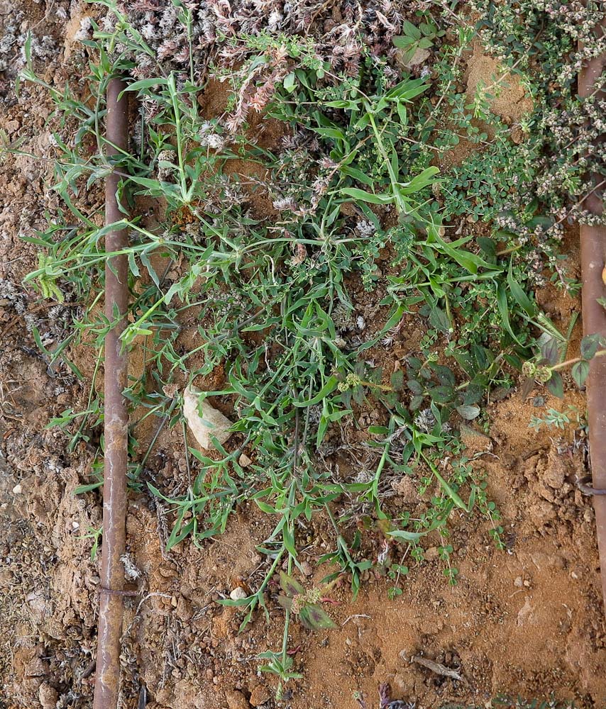 Image of Dactyloctenium aegyptium specimen.