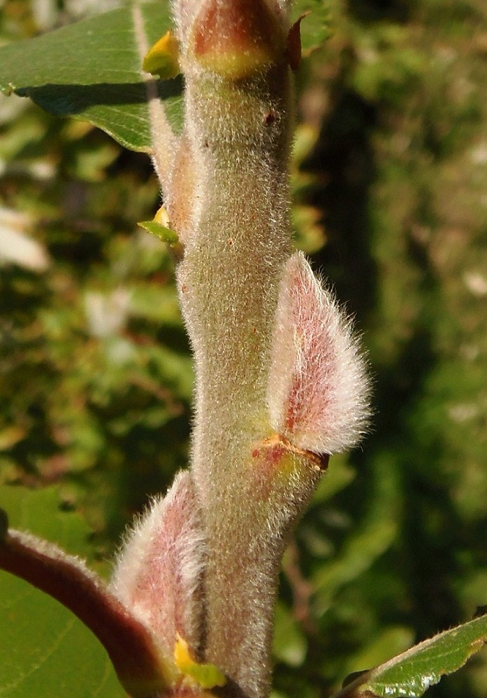 Image of Salix latifolia specimen.