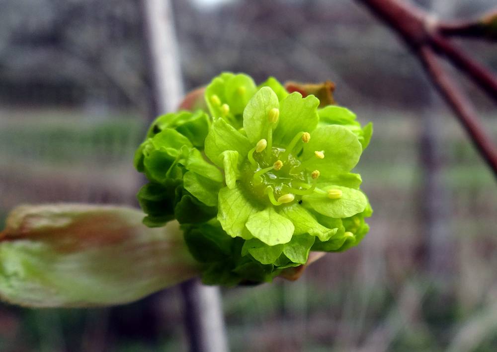 Image of Acer platanoides specimen.