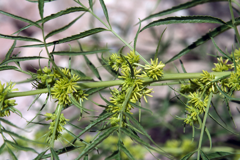 Image of Datisca cannabina specimen.