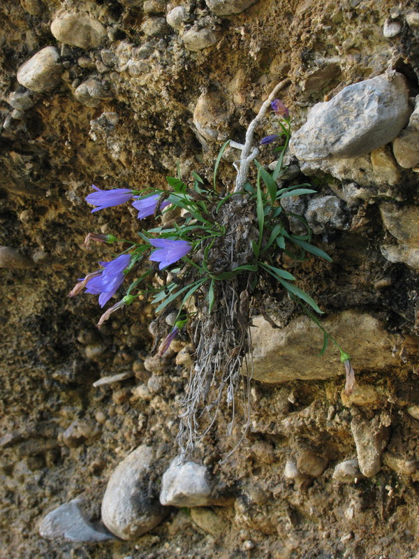 Изображение особи Campanula capusii.