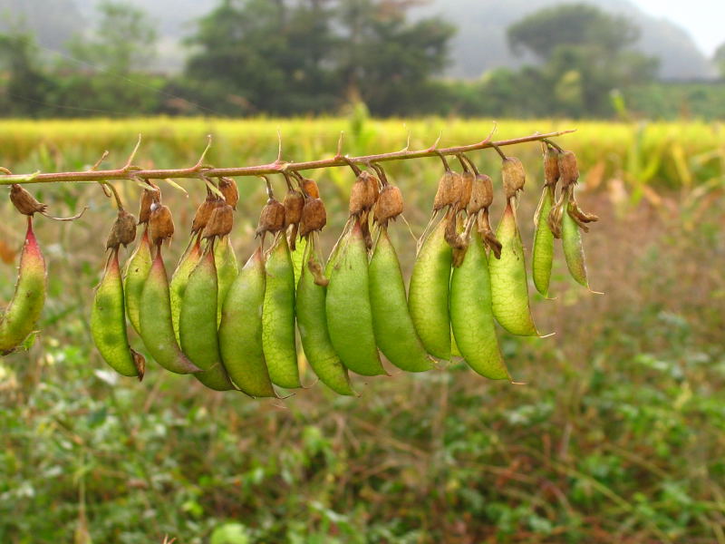 Image of Astragalus membranaceus specimen.