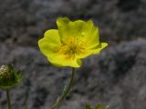 Potentilla vulcanicola. Цветок. Камчатский край, Елизовский район, подножье вулкана Авачинская сопка, горная тундра, 980 м н.у.м. 18.07.2008.