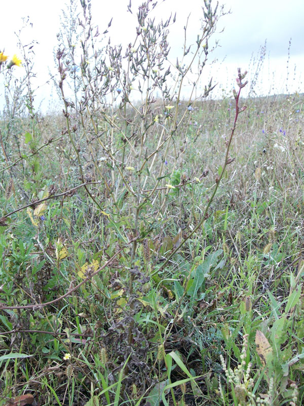 Image of Lactuca serriola specimen.