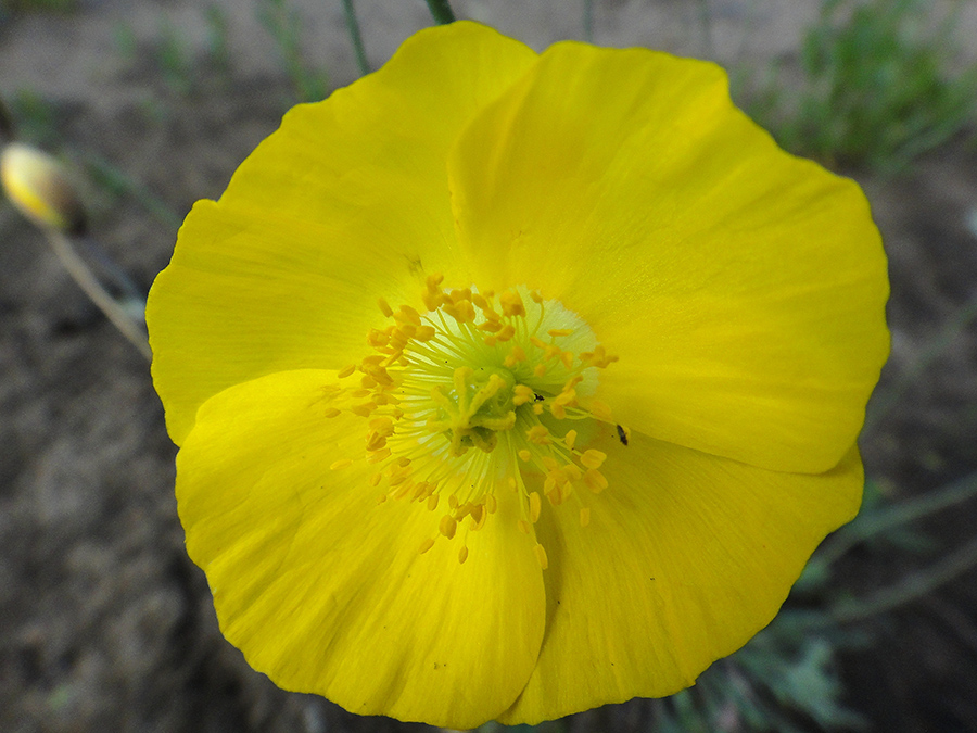 Image of Papaver nudicaule specimen.