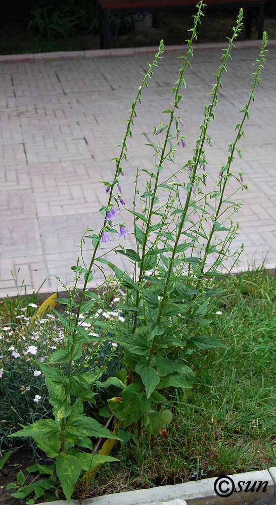 Image of Campanula rapunculoides specimen.