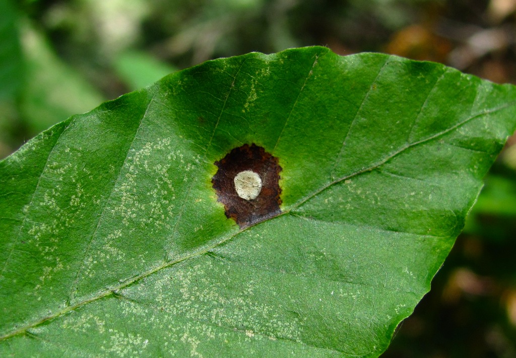 Image of Fagus orientalis specimen.