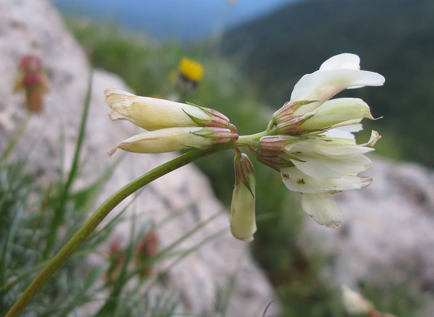 Image of Trifolium polyphyllum specimen.