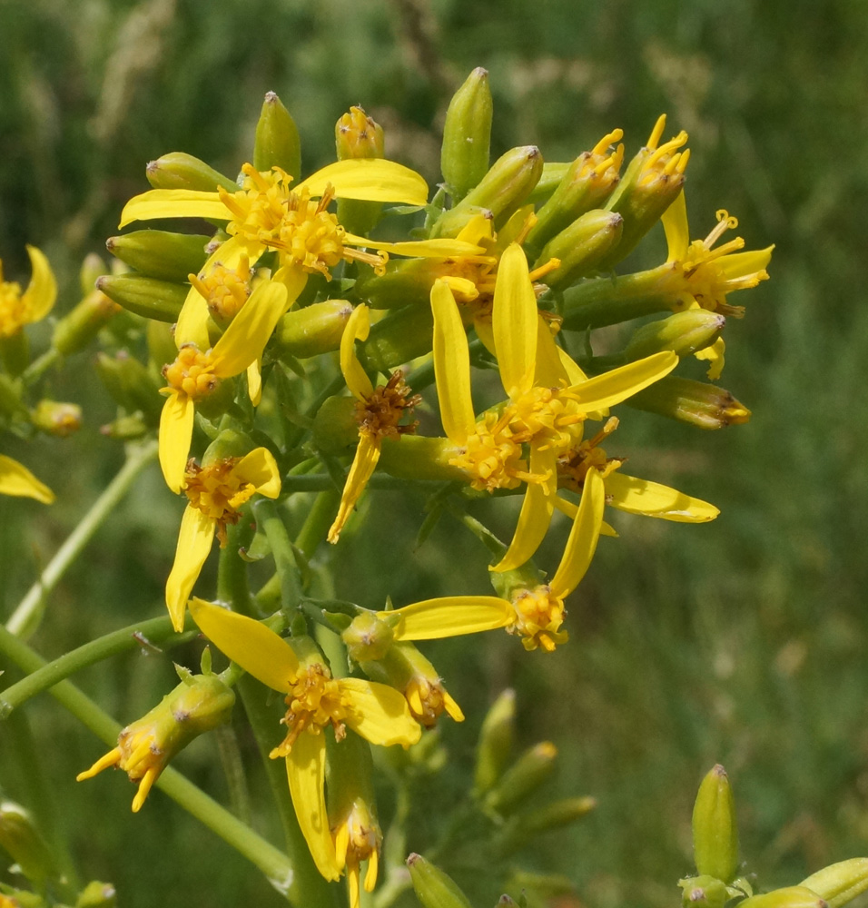 Изображение особи Ligularia songarica.