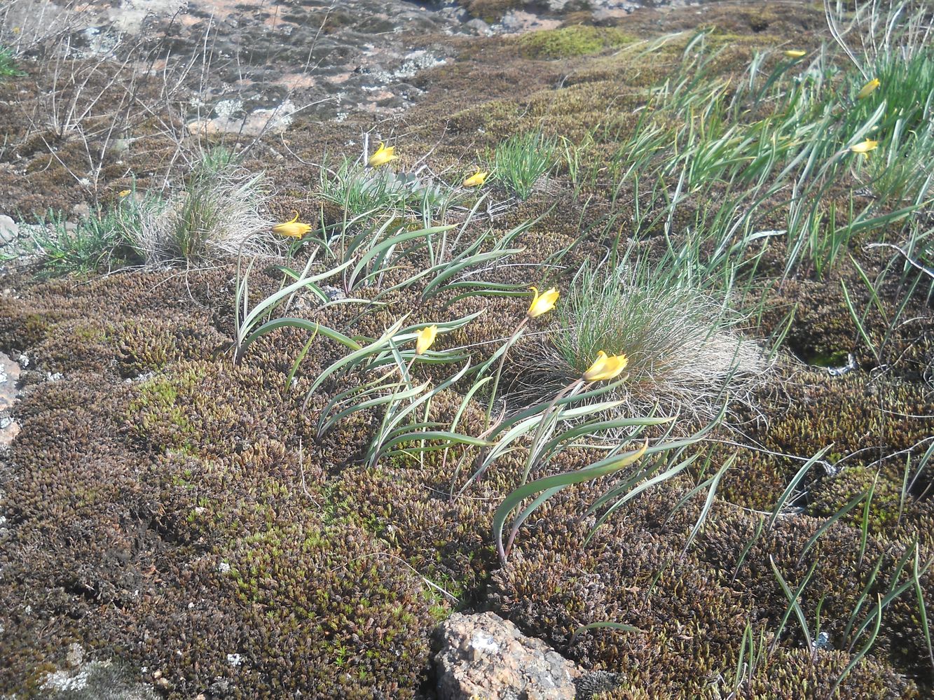 Image of Tulipa scythica specimen.