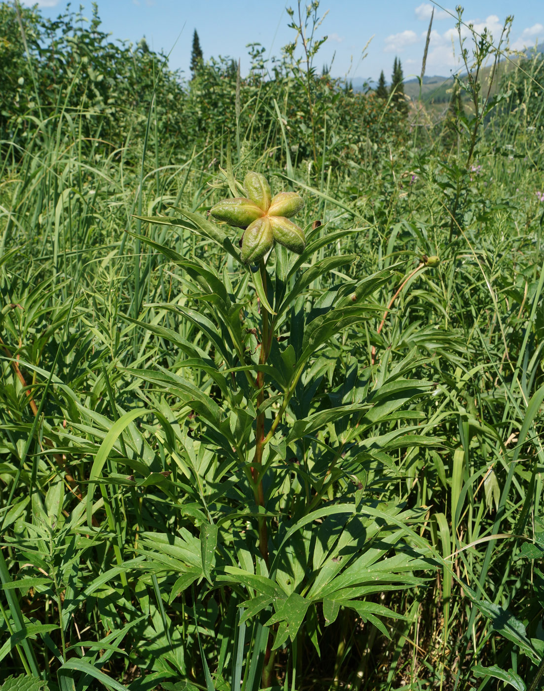 Изображение особи Paeonia anomala.