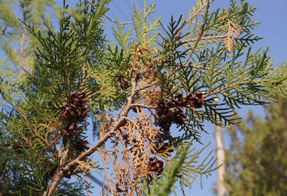 Image of Platycladus orientalis specimen.