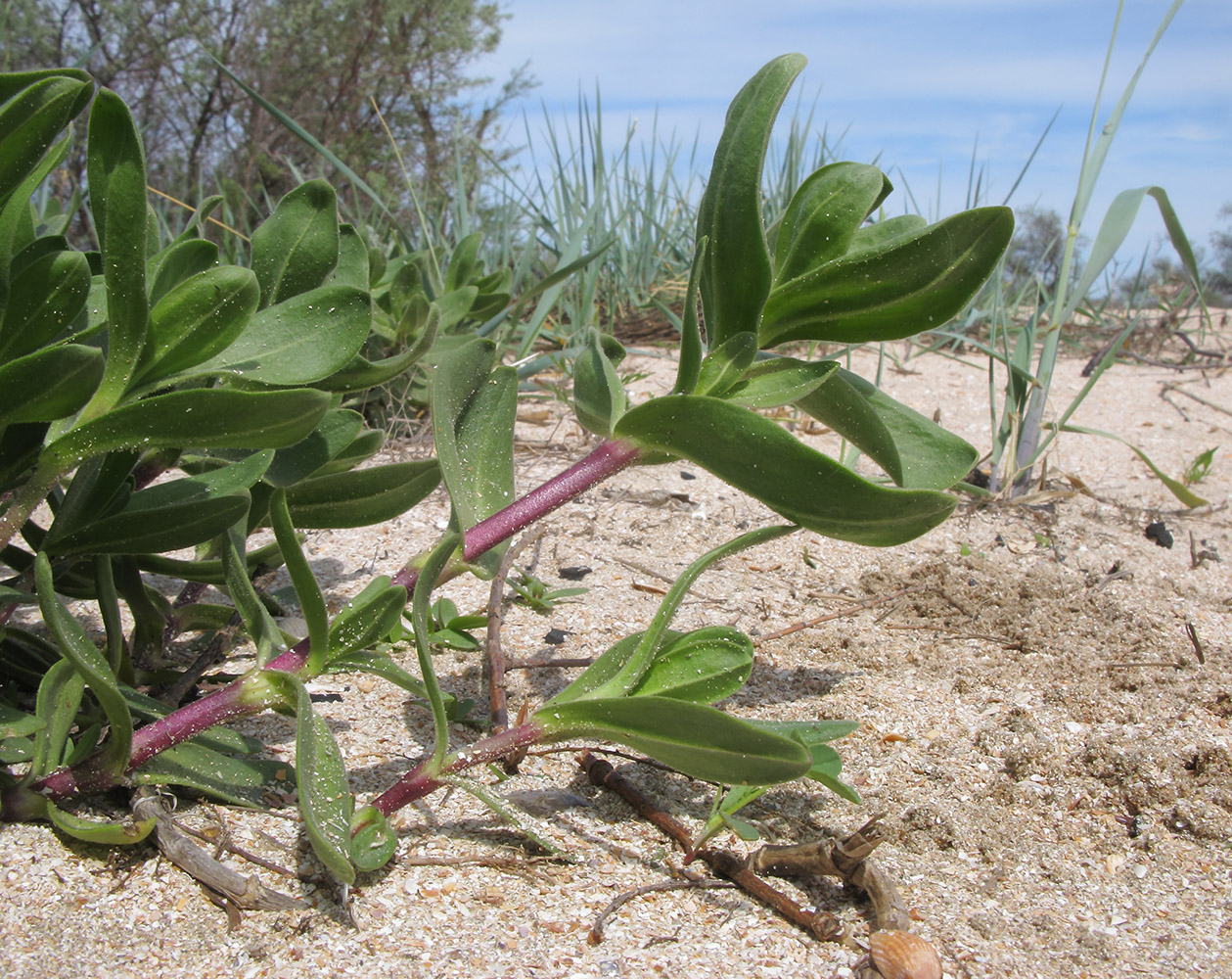 Image of Gypsophila perfoliata specimen.