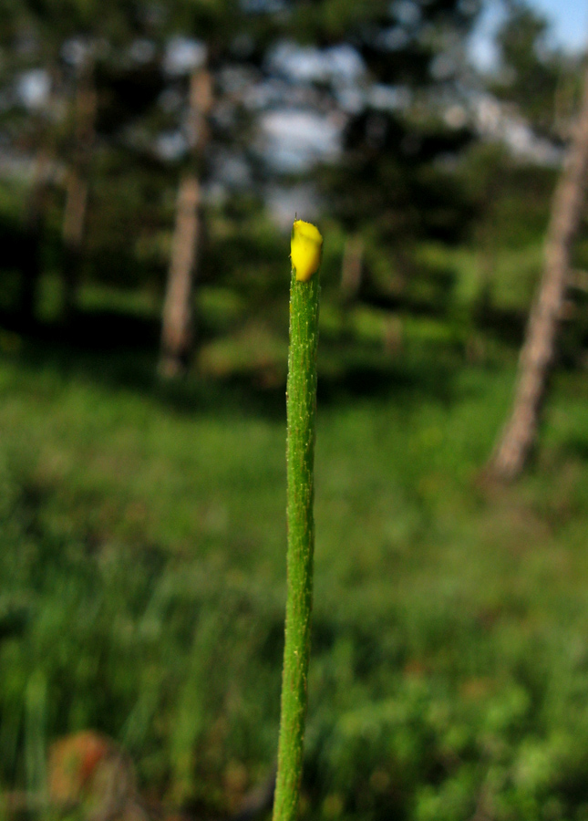 Изображение особи Papaver stevenianum.