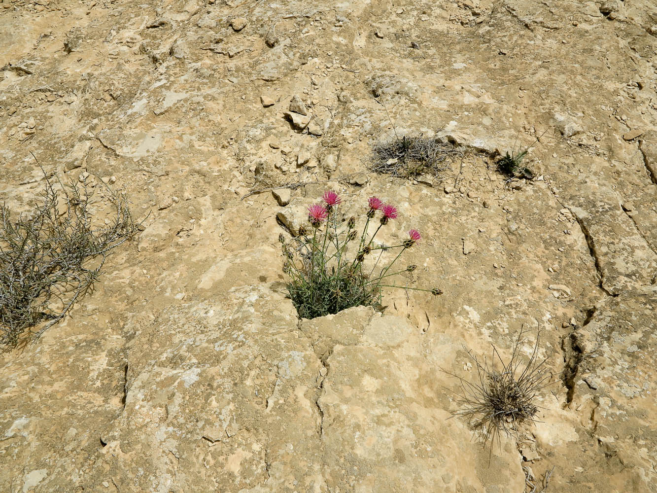 Image of Centaurea eryngioides specimen.