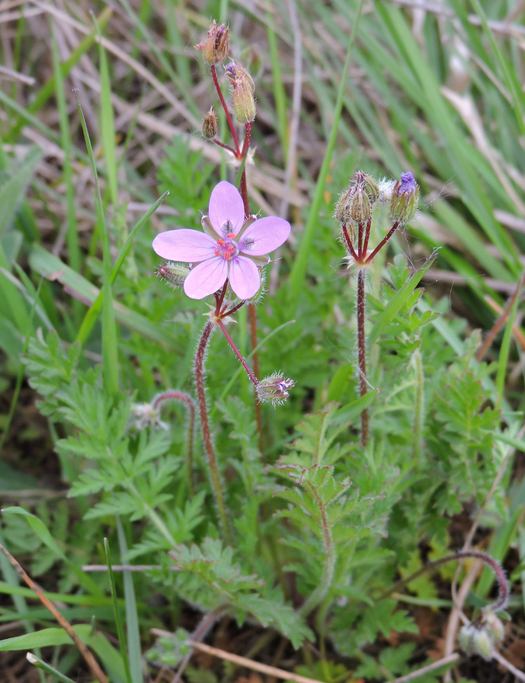 Image of Erodium cicutarium specimen.