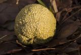 Maclura pomifera