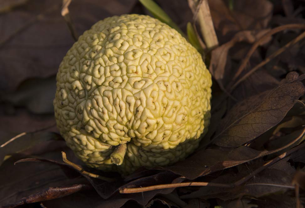 Изображение особи Maclura pomifera.