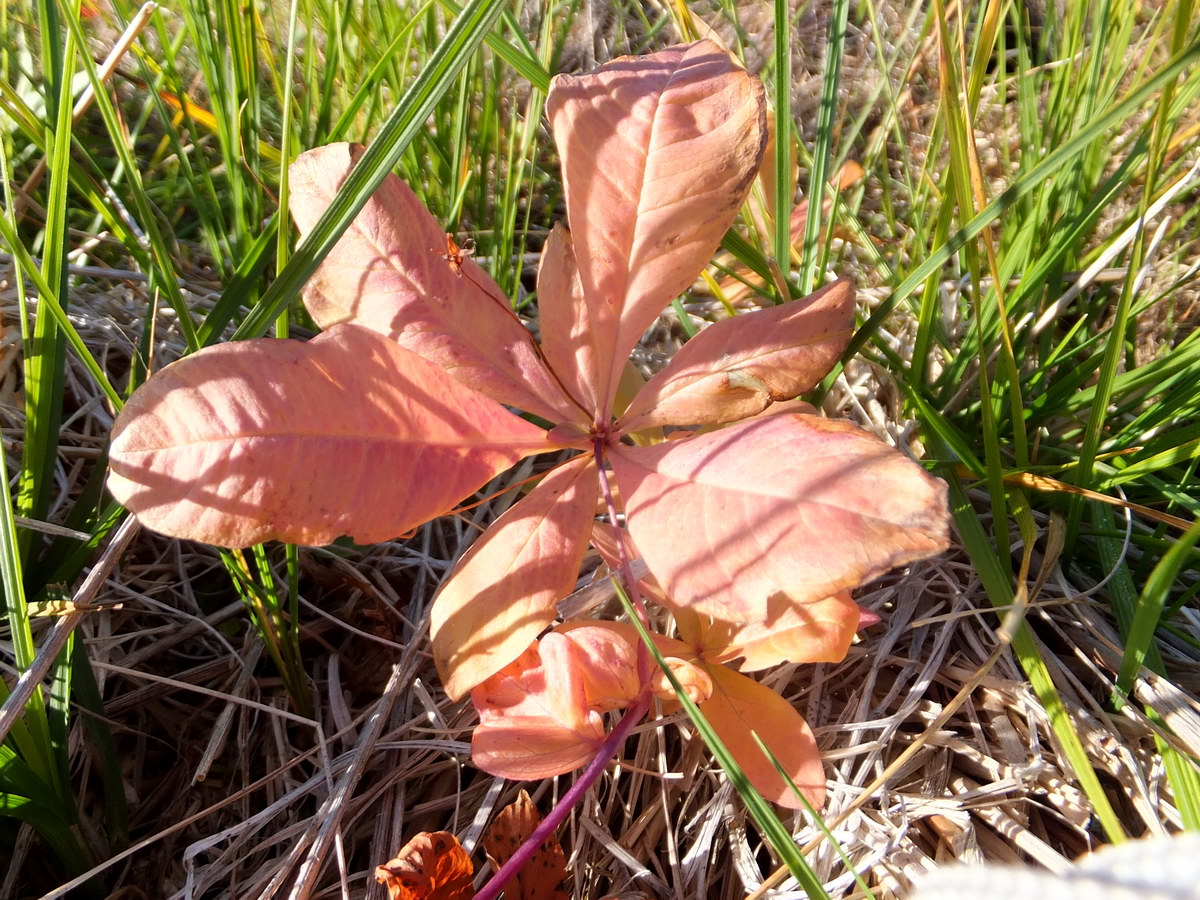 Image of Trientalis europaea specimen.