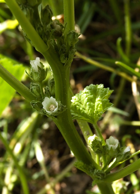 Image of Malva pusilla specimen.