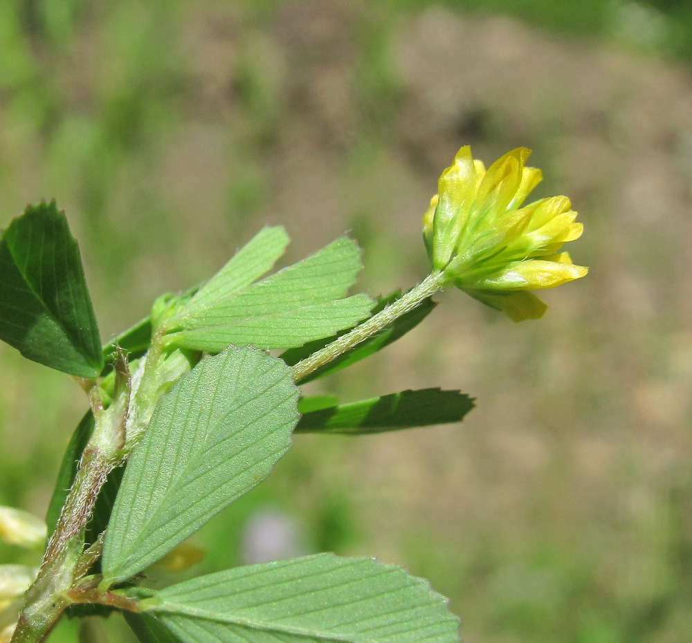 Image of Trifolium dubium specimen.