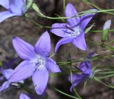 Campanula alberti