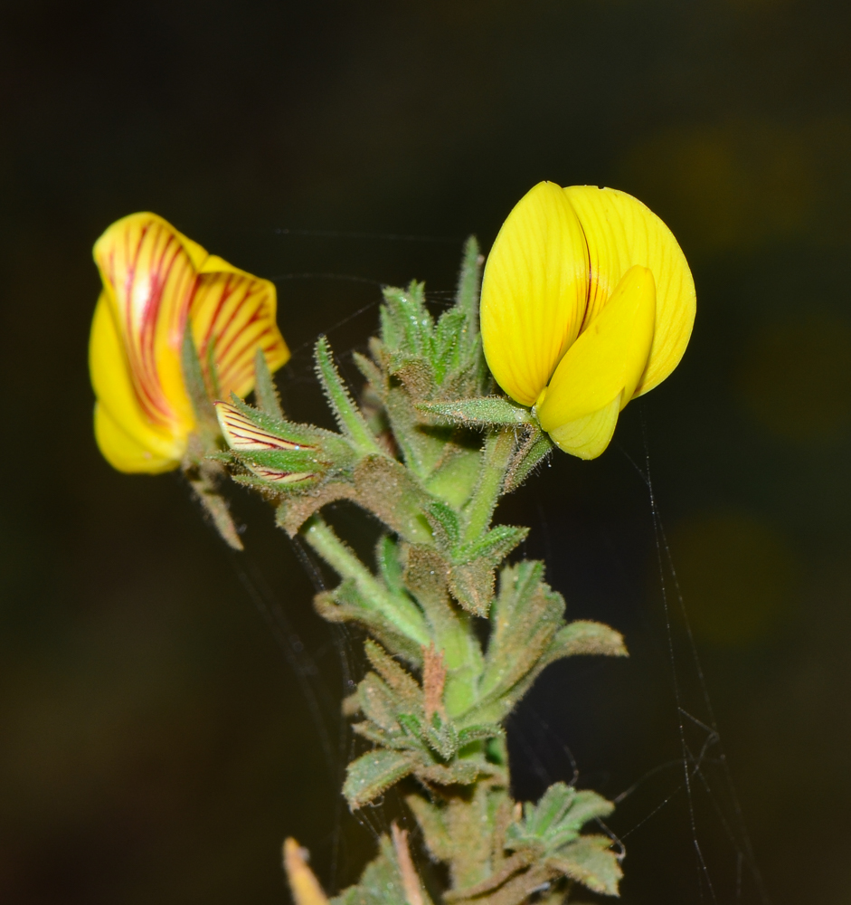 Image of Ononis hesperia specimen.