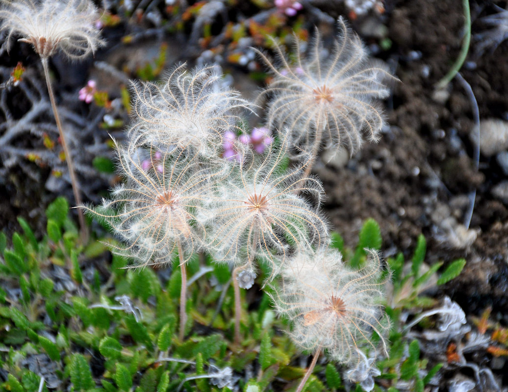 Изображение особи Dryas octopetala.