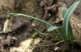 Galanthus alpinus