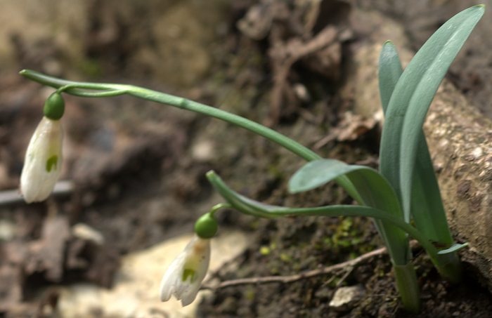 Image of Galanthus alpinus specimen.