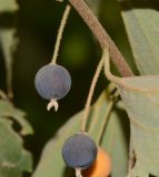 Celtis australis. Плоды. Израиль, Шарон, г. Герцлия, киббуц Глиль Ям, одичавшее. 15.10.2016.