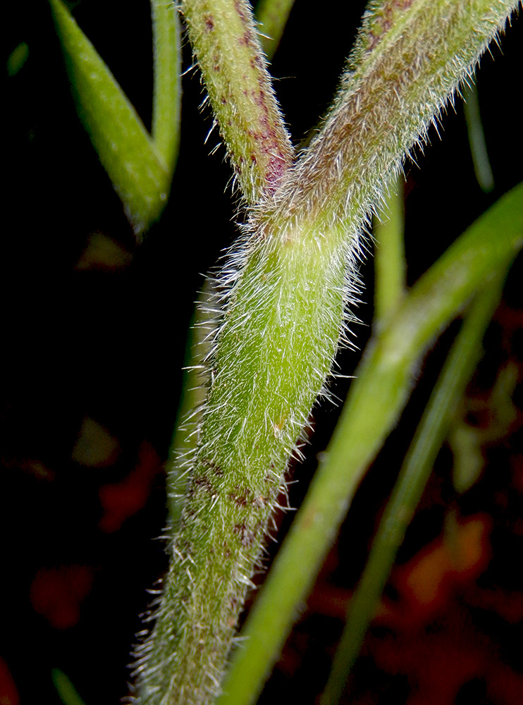 Image of Chaerophyllum temulum specimen.