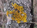 Xanthoria parietina. Слоевище на дереве. Украина, г. Запорожье, балка между Космическим мкрн. и Опытной станцией. 02.02.2009.