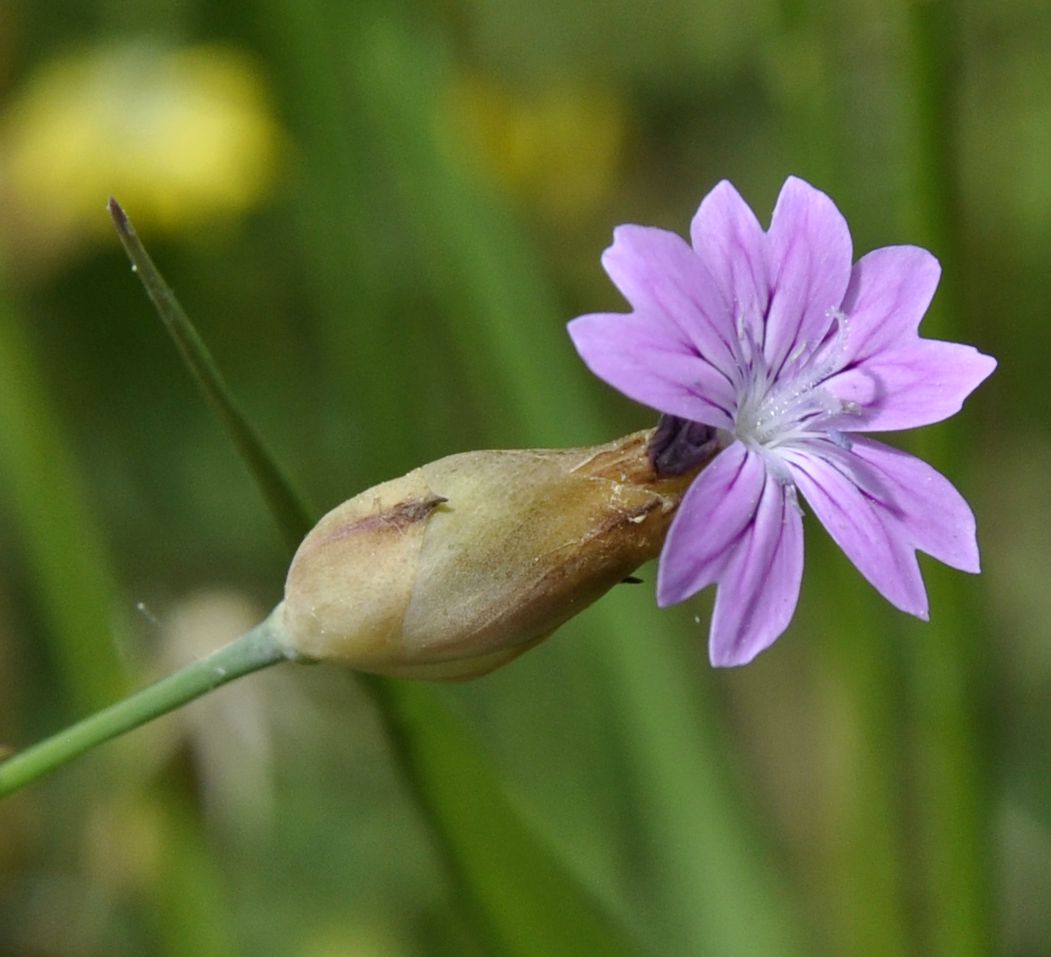 Image of Petrorhagia dubia specimen.