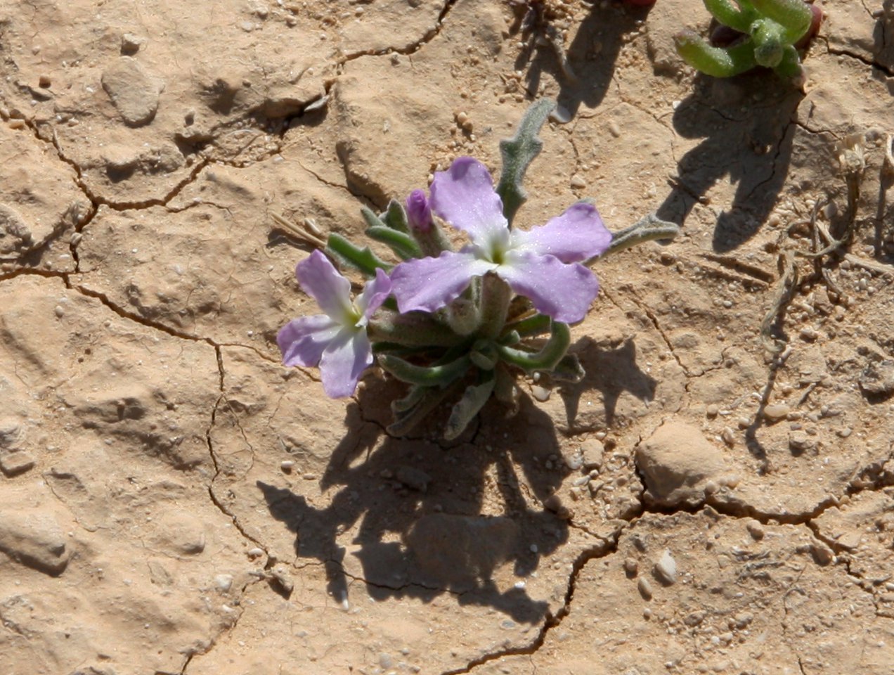 Image of Matthiola longipetala ssp. livida specimen.