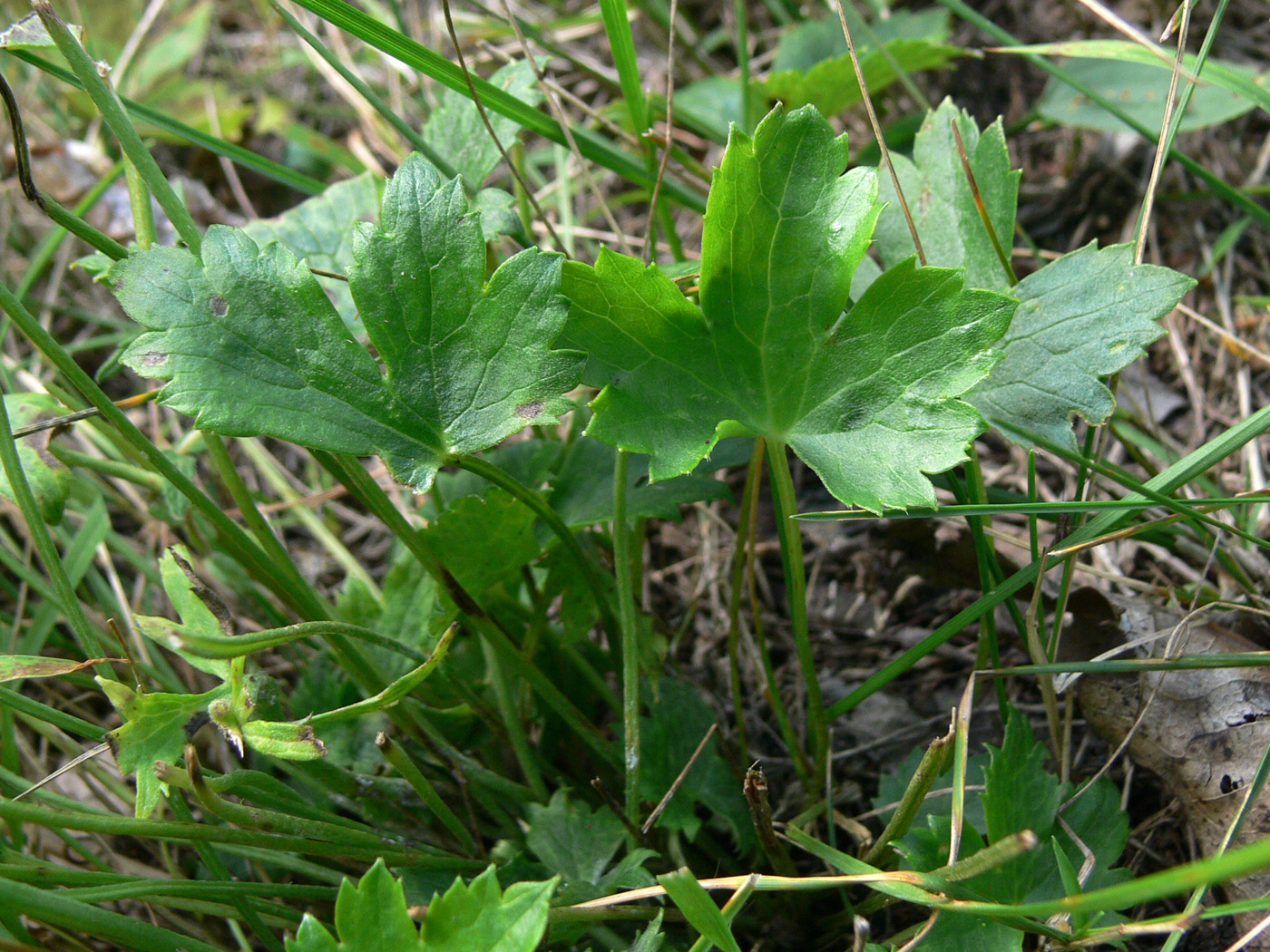 Изображение особи Ranunculus japonicus.