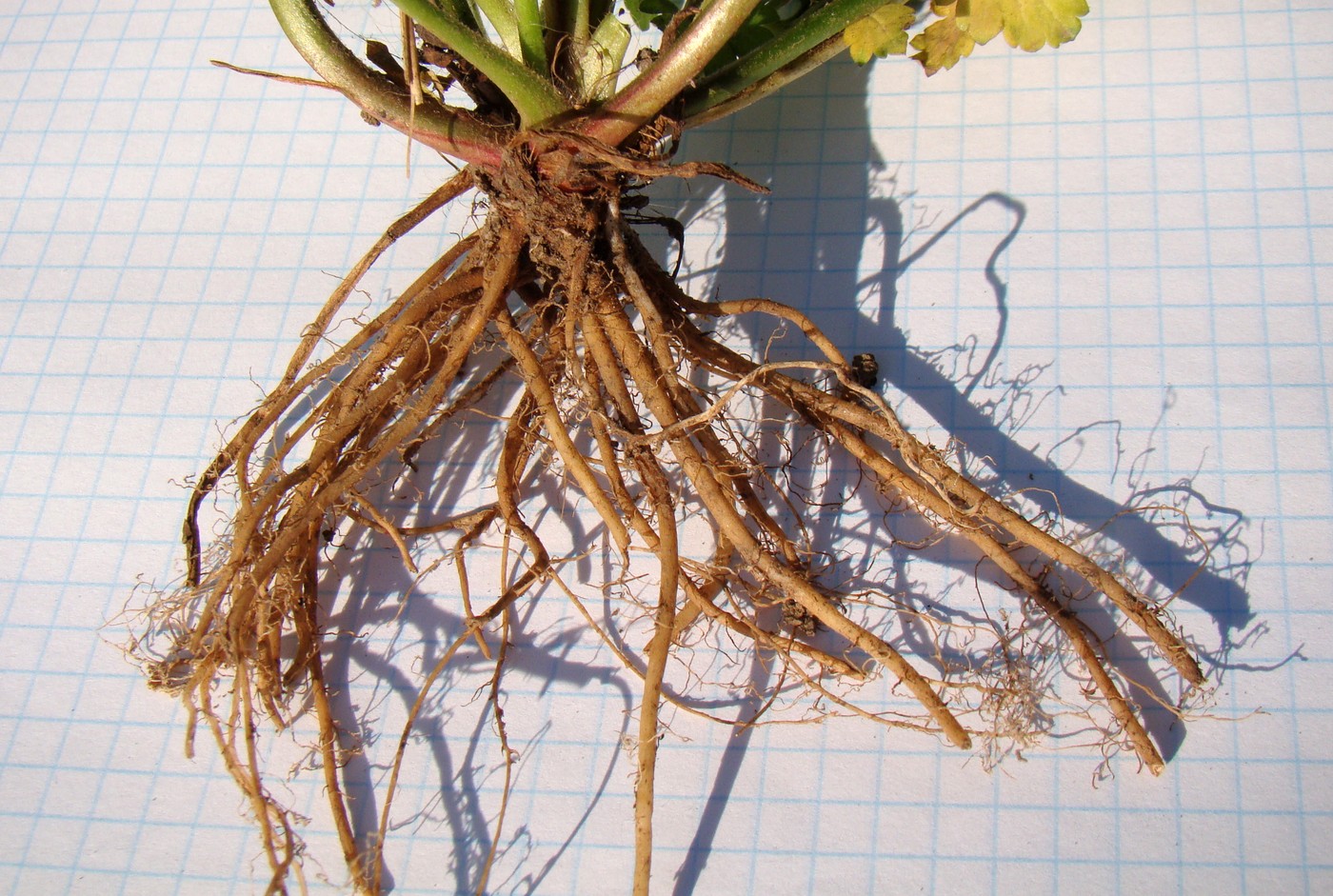 Image of Geum urbanum specimen.