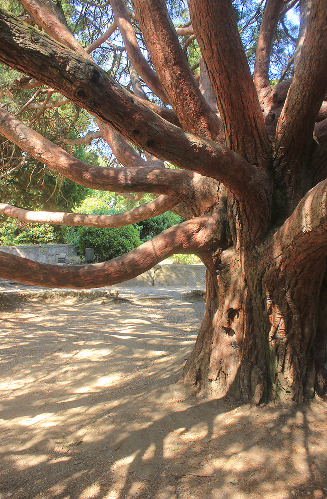 Image of Sequoiadendron giganteum specimen.