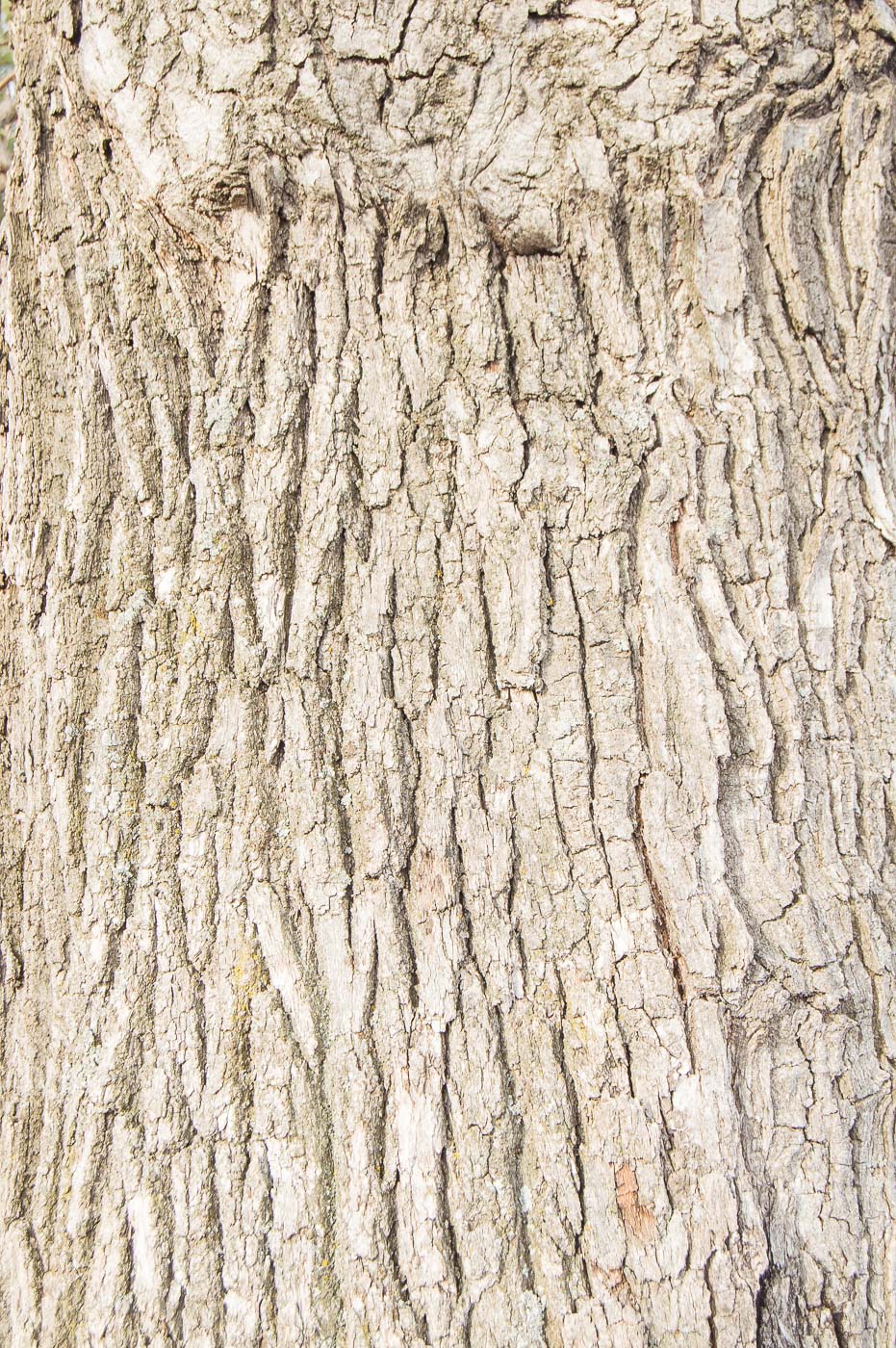 Image of Quercus robur specimen.