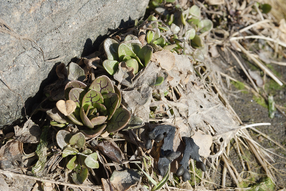 Изображение особи Cochlearia officinalis ssp. norvegica.