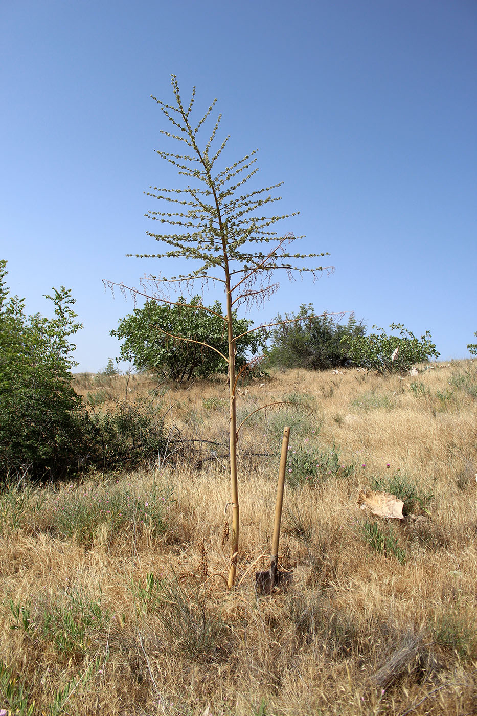 Image of Dorema hyrcanum specimen.